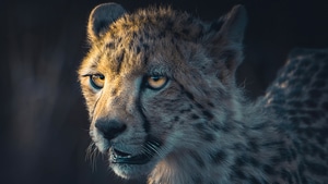 Cheetah, Animals, Behance, 4K wallpaper