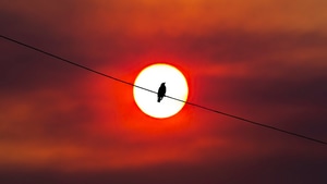Bird, Silhouette, Artist, Artwork, Digital Art, 4K wallpaper