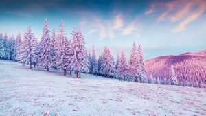 Trees, Snow, Nature, 4K wallpaper
