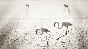 Flamingos, Birds, 4K wallpaper