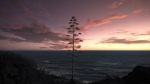 Tree, Ocean, Sky, Nature, 4K wallpaper