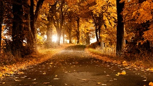 Fall, Scenery, Roadway, Foliage, Sunlight, Autumn trees, Sweden, 4K wallpaper