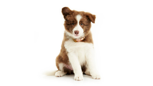 Cute puppy, White, 4K wallpaper