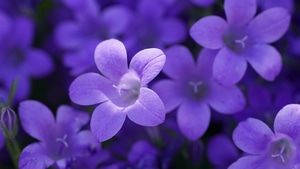 Flowers, 4K wallpaper