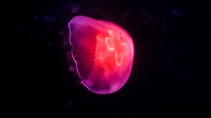 Jellyfish, Underwater, Animals, Dark, Black, , Photography, 4K wallpaper