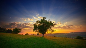 Lone tree, Sunset, Switzerland, Landscape, 4K wallpaper