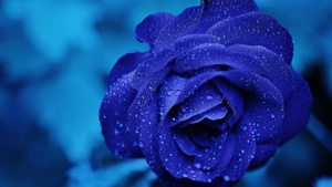 Blue rose, Water drops, Blue aesthetic, Serene, 4K wallpaper