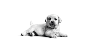 Labrador puppy, Fluffy dog, Adorable, Monochrome, Cute puppy, White background, Black and White, 4K wallpaper