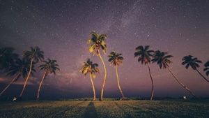 Trees, Nature, Sky, 4K wallpaper