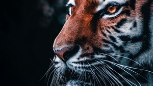 Lion, Animals, 4K wallpaper