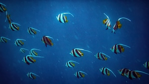 Fish, Animals, Underwater, 4K wallpaper