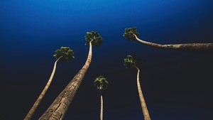 Trees, Nature, 4K wallpaper