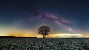 Tree, Nature, 4K wallpaper
