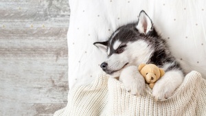 Teddy bear, Breed Dog, Adorable, Sleeping, Blanket, Cozy, Warm, White aesthetic, 4K wallpaper
