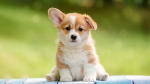 Happy, Pet dog, Adorable, Fluffy dog, 4K wallpaper