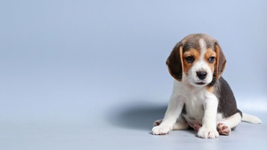 Breed Dog, Sad dog, Adorable, Blue background, 4K wallpaper