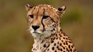 Cheetah, Closeup, Ultrawide, Wild animal, 4K wallpaper