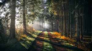 Forest, Walkway, Sunlight, Sunbeam, Morning fog, Sun rays, 4K wallpaper