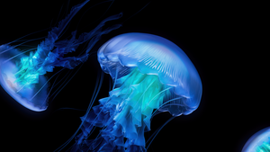 Jellyfish, AMOLED, Dark aesthetic, Ocean, CGI, Black background, Bioluminescence, 4K wallpaper