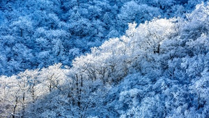 Winter forest, Snow covered, Sunny day, Outdoor, Blue aesthetic, 4K wallpaper