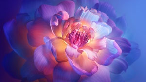Peony flowers, Aesthetic, Xiaomi TV, Stock, Floral Background, Purple aesthetic, Bloom, 4K wallpaper