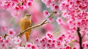 Birds, 4K wallpaper