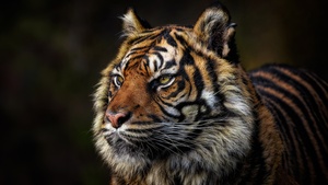 Tiger face, Majestic, Wild animal, Closeup, 4K wallpaper