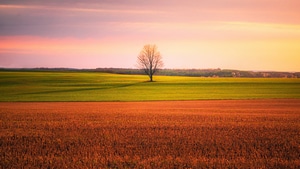 Field, Tree, Nature, 4K wallpaper