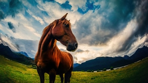 Horse, Animals, 4K wallpaper