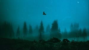 Birds, Artist, Artwork, Digital Art, 4K wallpaper