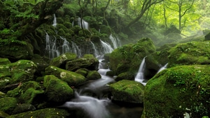 Forest, Green, Nature, 4K wallpaper