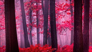 Serene, Autumn Forest, Mystical, Foggy forest, Red leaves, Tranquility, Peace, Beauty, Enchanting, 4K wallpaper