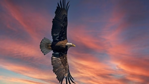 Bald Eagle, Eagle, Birds, 4K wallpaper