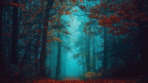 Foggy night, Autumn Forest, Beauty, Mystical, Red leaves, Tranquility, Peace, Serene, Foggy forest, 4K wallpaper