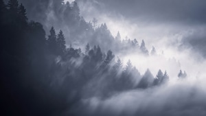 Trees, Fog, Snow, Nature, 4K wallpaper