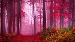 Forest, Path, Red leaves, Autumn colors, Tranquility, Peace, Beauty, Serene, Enchanting, Mystical, Foggy forest, 4K wallpaper