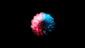 Flower, Dark, Black, Oled, Artist, Artwork, Digital Art, 4K wallpaper