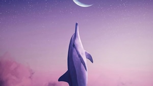 Dolphin, Manipulation, Photoshop, Artist, Artwork, Digital Art, 4K wallpaper