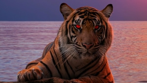 Tiger, Animals, Photoshop, 4K wallpaper