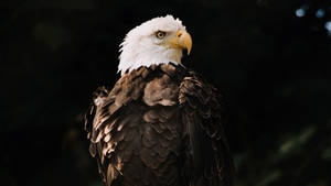 Bald Eagle, Eagle, Birds, 4K wallpaper