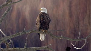 Eagle, Birds, Deviantart, 4K wallpaper