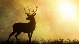 Reindeer, Animals, Artist, Artwork, Digital Art, Deviantart, 4K wallpaper
