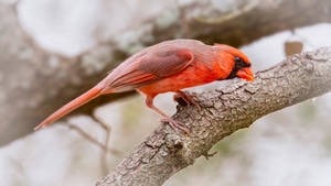 Cardinal, Birds, 4K wallpaper