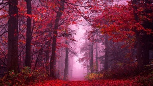 Enchanting, Autumn Forest, Path, Mystical, Foggy forest, Red leaves, Tranquility, Peace, Beauty, Serene, 4K wallpaper