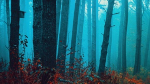 Foggy forest, Enchanting, Autumn Scenery, Mystical, Red leaves, Tranquility, Peace, Beauty, Serene, 4K wallpaper