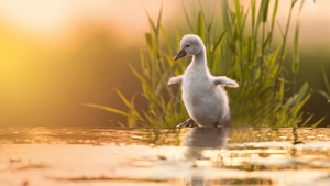 Swan, Birds, Photography, 4K wallpaper
