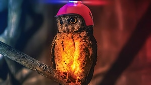 Owl, Birds, Artist, Artwork, Digital Art, 4K wallpaper