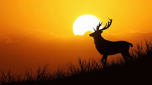 Deer, Animals, Silhouette, Photography, 4K wallpaper
