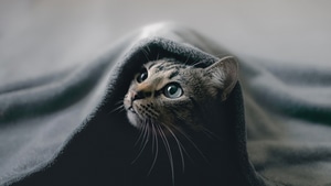 Cat, Animals, 4K wallpaper