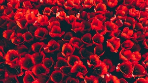 Red Tulips, Flower garden, Red flowers, Red aesthetic, 4K wallpaper